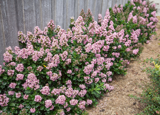 Escallonia laevis ‘Pink Elle’ - Andesstruik