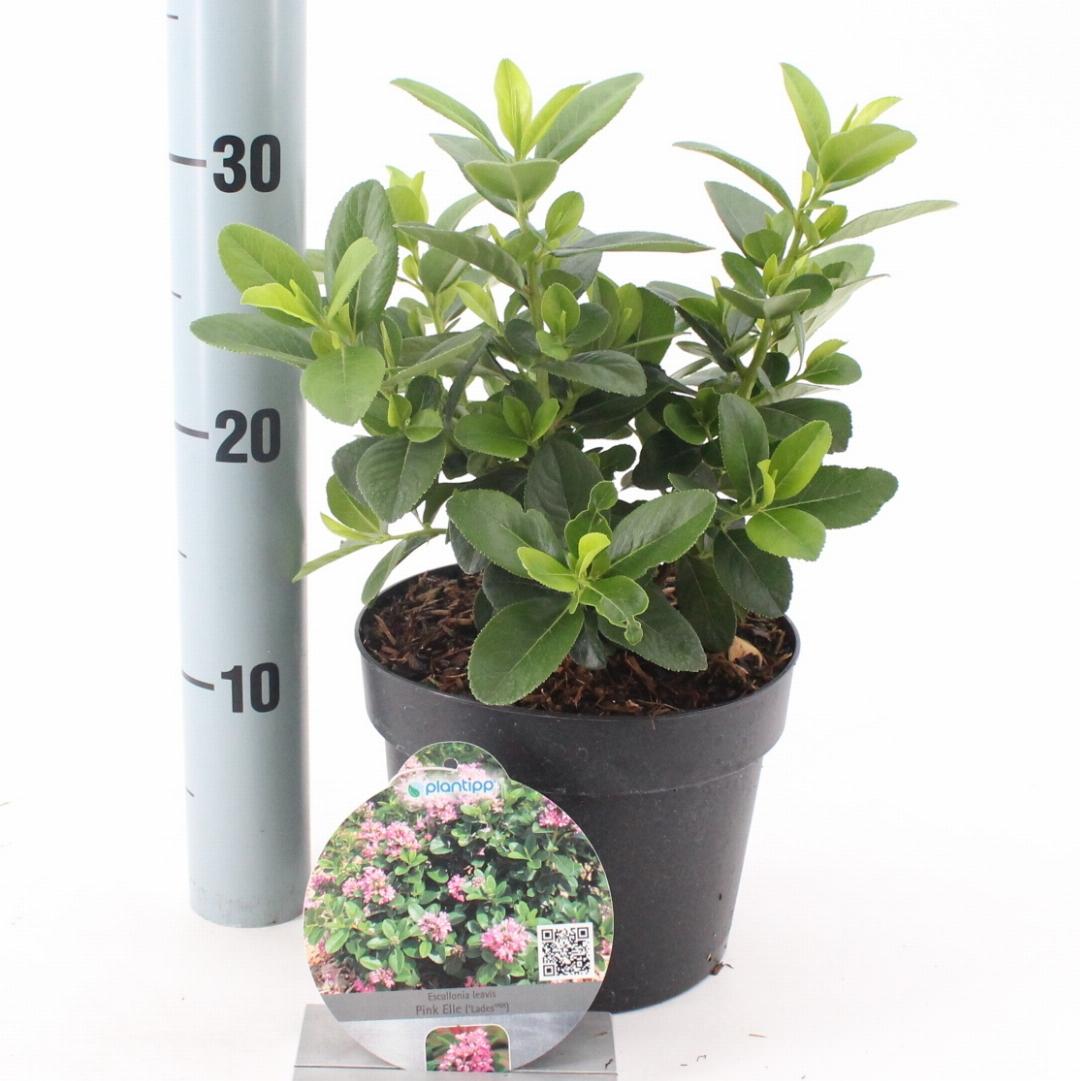 Escallonia laevis ‘Pink Elle’ - Andesstruik