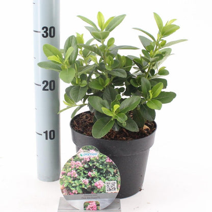 Escallonia laevis ‘Pink Elle’ - Andesstruik