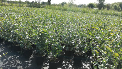 Eucalyptus gunnii - Winterharde Gomboom