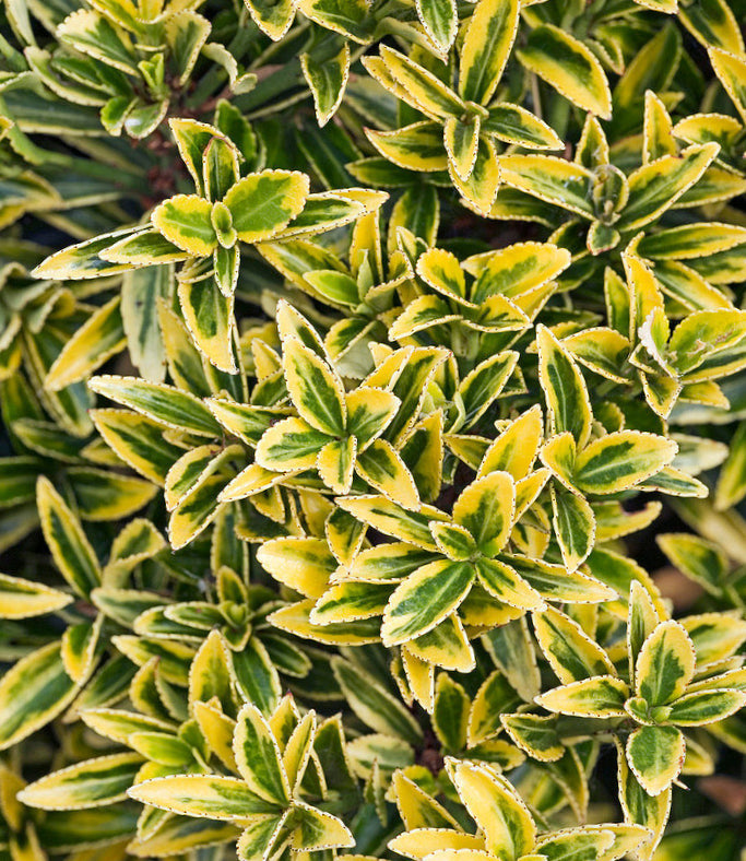 Euonymus japonicus 'Microphyllus Aureovariegatus' - Kardinaalsmuts