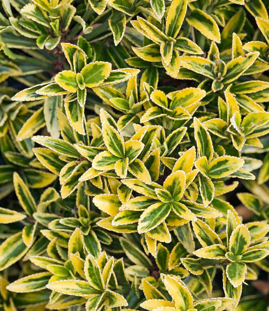 Euonymus japonicus 'Microphyllus Aureovariegatus' - Kardinaalsmuts