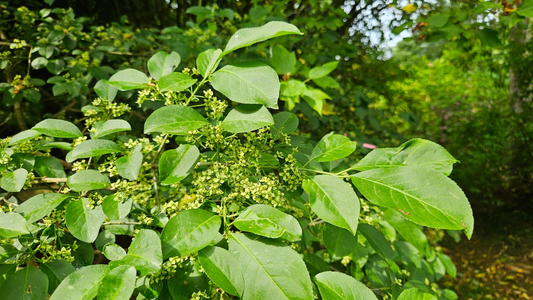 Groene bladeren met kleine bloemen op een struik, zichtbaar in een natuurlijke tuinomgeving. Perfect voor decoratieve tuinplanten of als groene achtergrond voor fotografie.