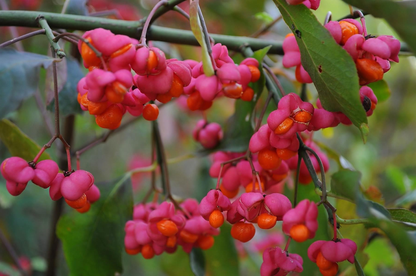 Euonymus europaeus - Kardinaalsmuts blote wortel