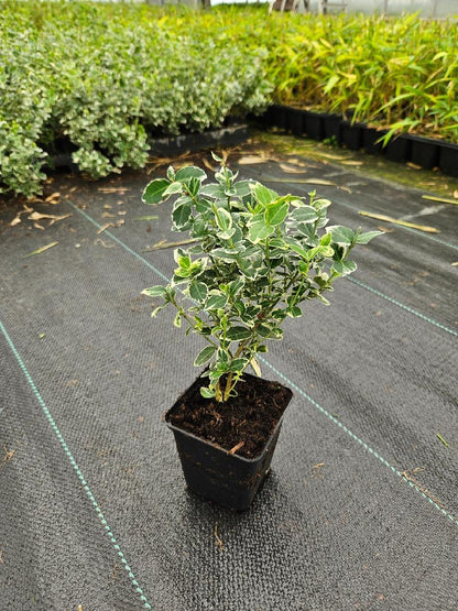 Euonymus fortunei 'Emerald Gaiety' - Kardinaalsmuts