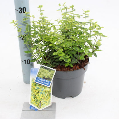Euonymus fortunei 'Emerald 'n' Gold' - Kardinaalsmuts