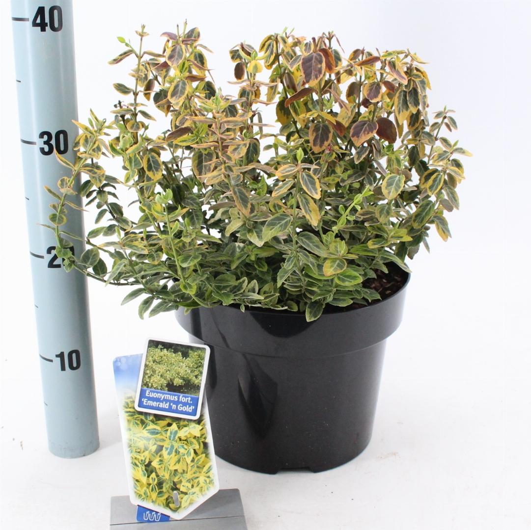 Euonymus fortunei 'Emerald 'n' Gold' - Kardinaalsmuts