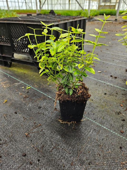 Euonymus fortunei 'Emerald 'n' Gold' - Kardinaalsmuts