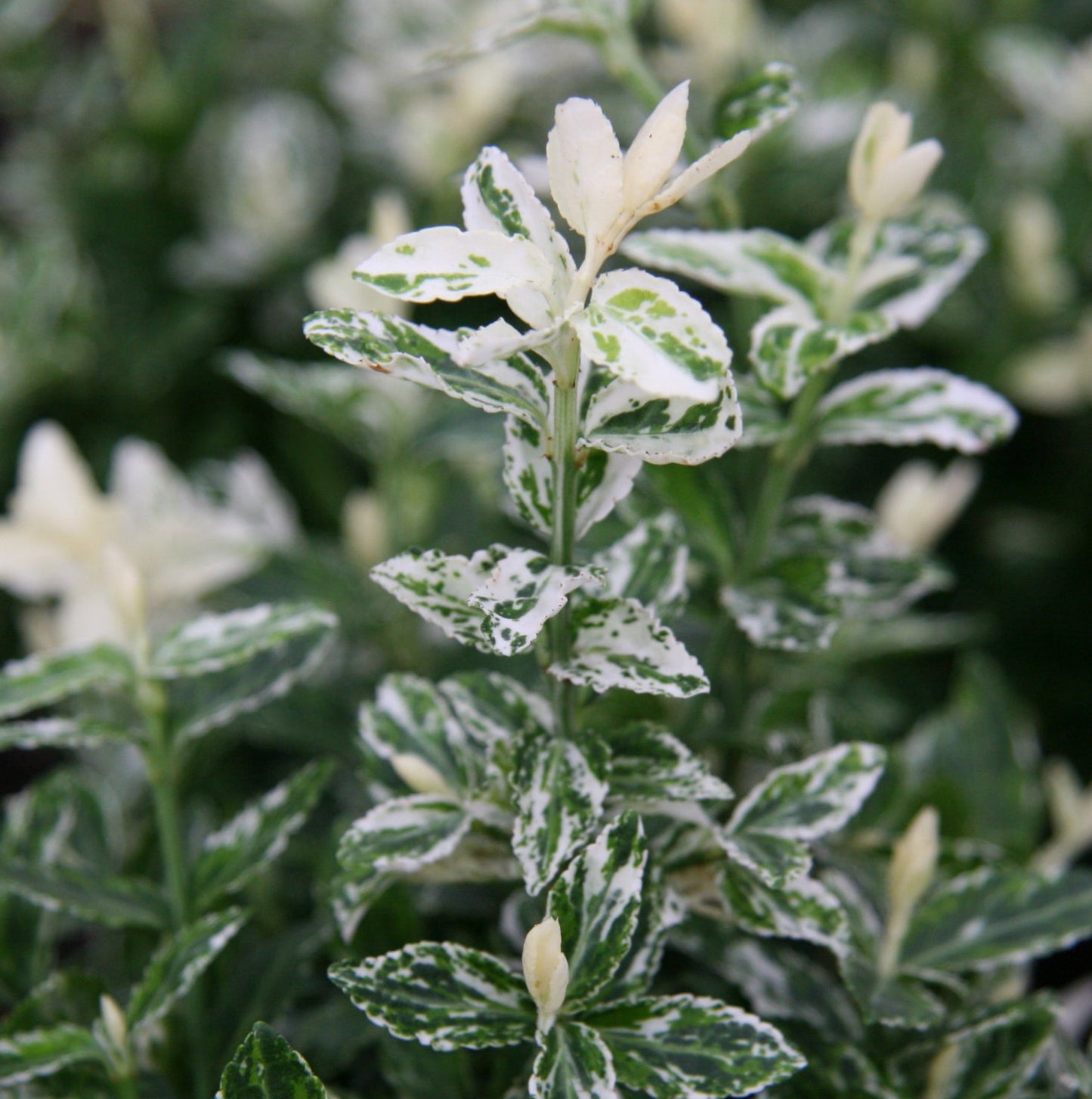 Euonymus fortunei 'Harlequin' - Kardinaalsmuts