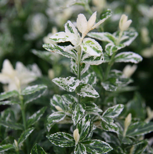 Euonymus fortunei 'Harlequin' - Kardinaalsmuts