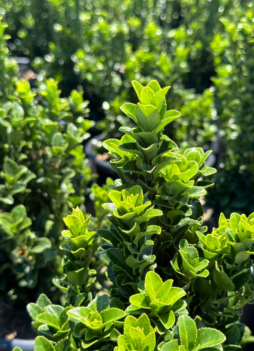 Euonymus japonicus 'Green Spire' -  Buxusvervanger