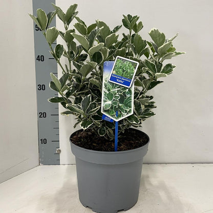 Euonymus japonicus 'Kathy' - Kardinaalsmuts