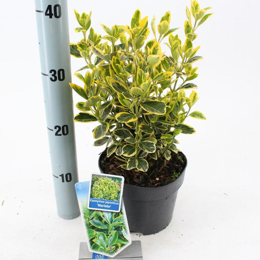 Euonymus japonicus 'Marieke' - Kardinaalsmuts