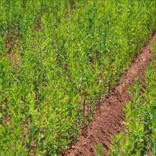 Euonymus europaeus - Kardinaalsmuts blote wortel