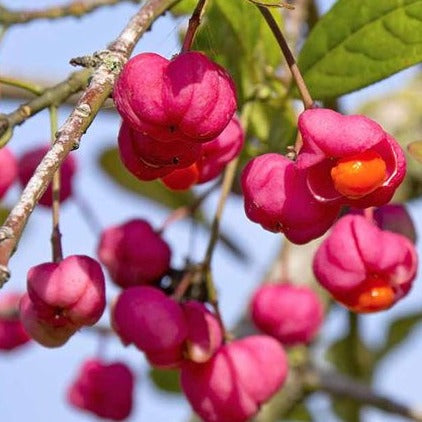 Euonymus europaeus - Kardinaalsmuts blote wortel
