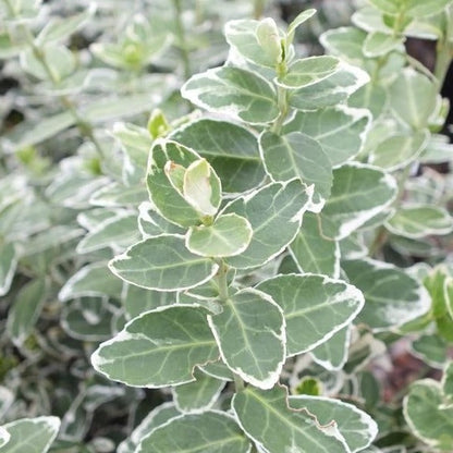 Euonymus fortunei 'Emerald Gaiety' - Kardinaalsmuts