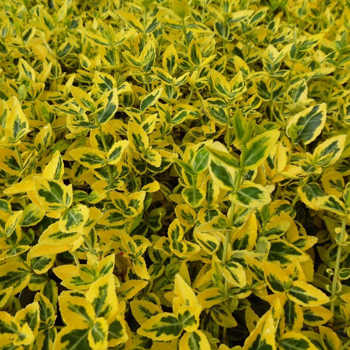 Euonymus fortunei 'Emerald 'n' Gold' - Kardinaalsmuts
