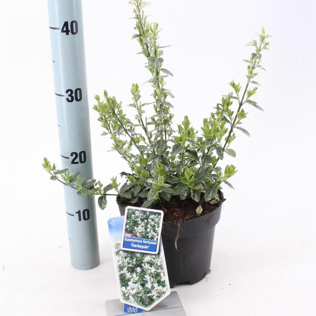 Euonymus fortunei 'Harlequin' - Kardinaalsmuts