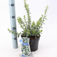 Euonymus fortunei 'Harlequin' - Kardinaalsmuts