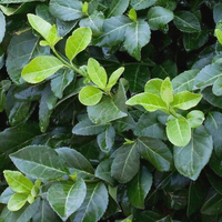 Euonymus fortunei 'Hort's Blaze' - Kardinaalsmuts