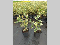 Euonymus japonicus 'Bravo' - Kardinaalsmuts