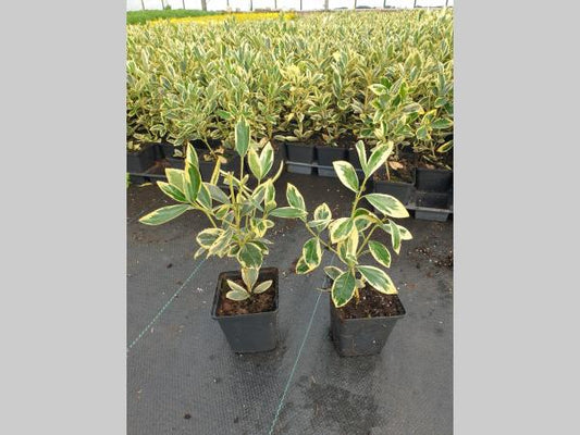 Euonymus japonicus 'Bravo' - Kardinaalsmuts