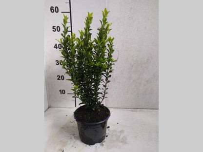 Euonymus japonicus 'Green Spire' -  Buxusvervanger
