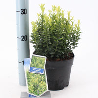 Euonymus japonicus 'Microphyllus Aureovariegatus' - Kardinaalsmuts