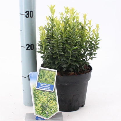 Euonymus japonicus 'Microphyllus Aureovariegatus' - Kardinaalsmuts