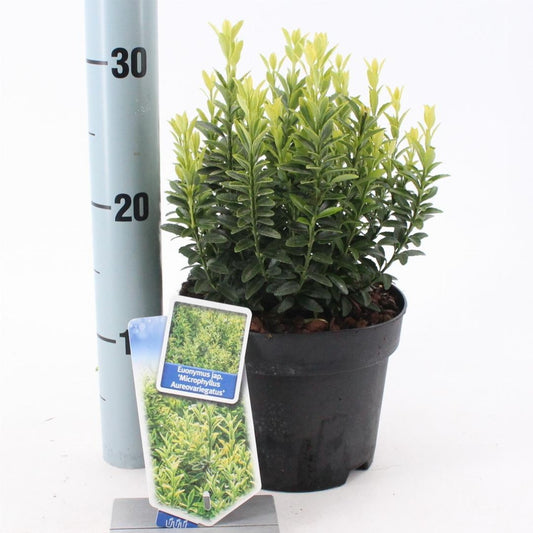 Euonymus japonicus 'Microphyllus Aureovariegatus' - Kardinaalsmuts
