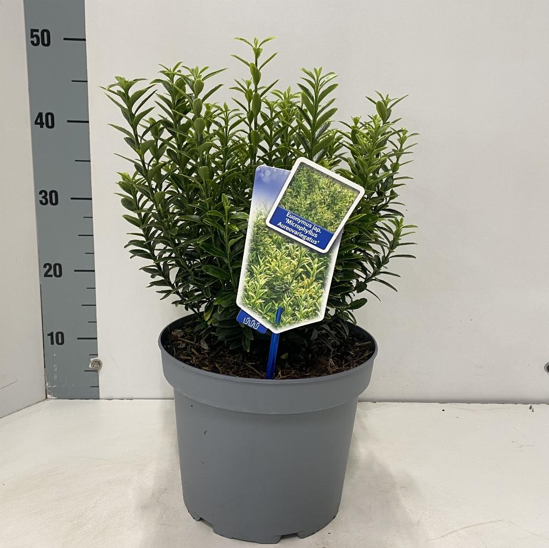 Euonymus japonicus 'Microphyllus Aureovariegatus' - Kardinaalsmuts