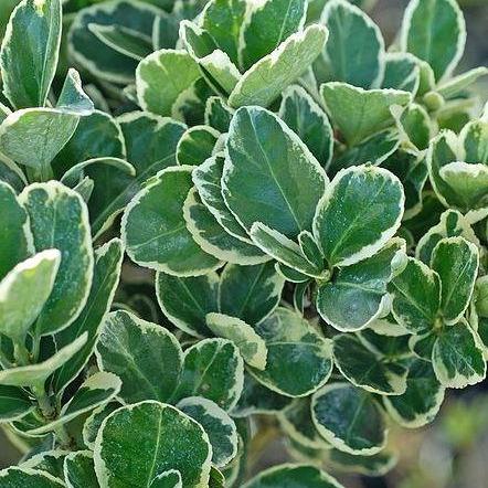 Euonymus japonicus 'Kathy' - Kardinaalsmuts