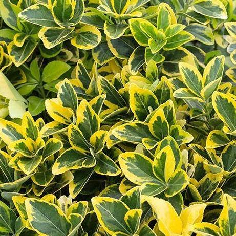 Euonymus japonicus 'Marieke' - Kardinaalsmuts