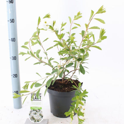 Exochorda 'The Bride' - Parelstruik