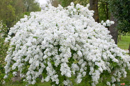 Exochorda 'The Bride' - Parelstruik