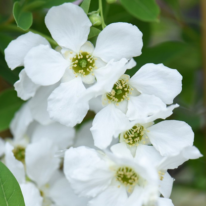 Exochorda 'The Bride' - Parelstruik