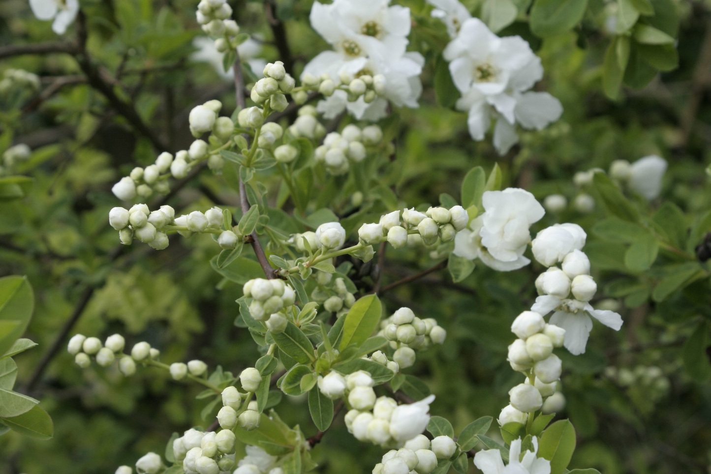 Exochorda 'The Bride' - Parelstruik