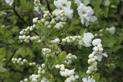 Exochorda 'The Bride' - Parelstruik