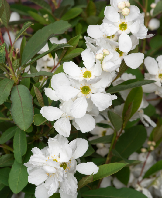Exochorda racemosa 'Blushing Pearl' - Parelstruik