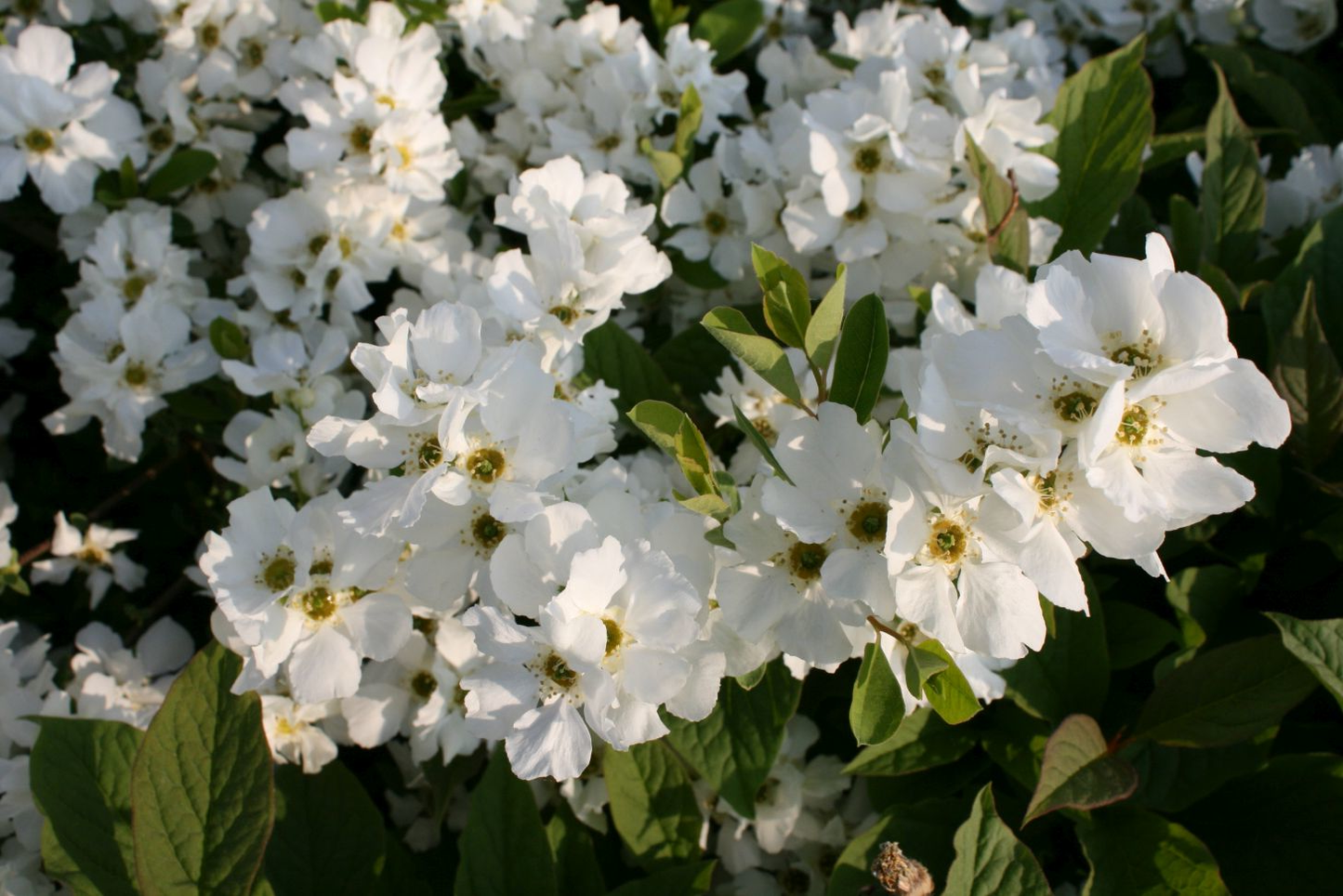 Exochorda racemosa 'Blushing Pearl' - Parelstruik