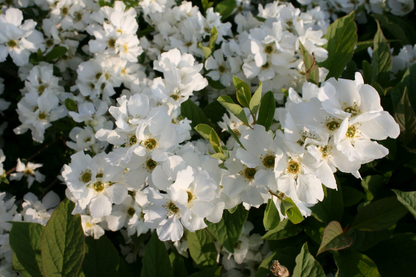 Exochorda racemosa 'Blushing Pearl' - Parelstruik
