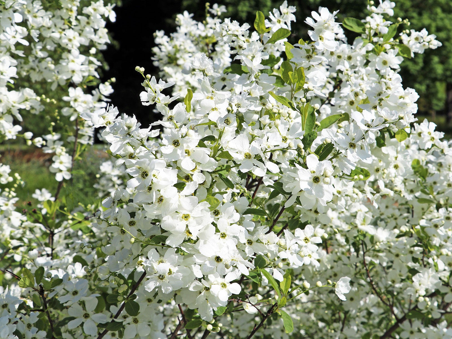 Exochorda racemosa 'Blushing Pearl' - Parelstruik