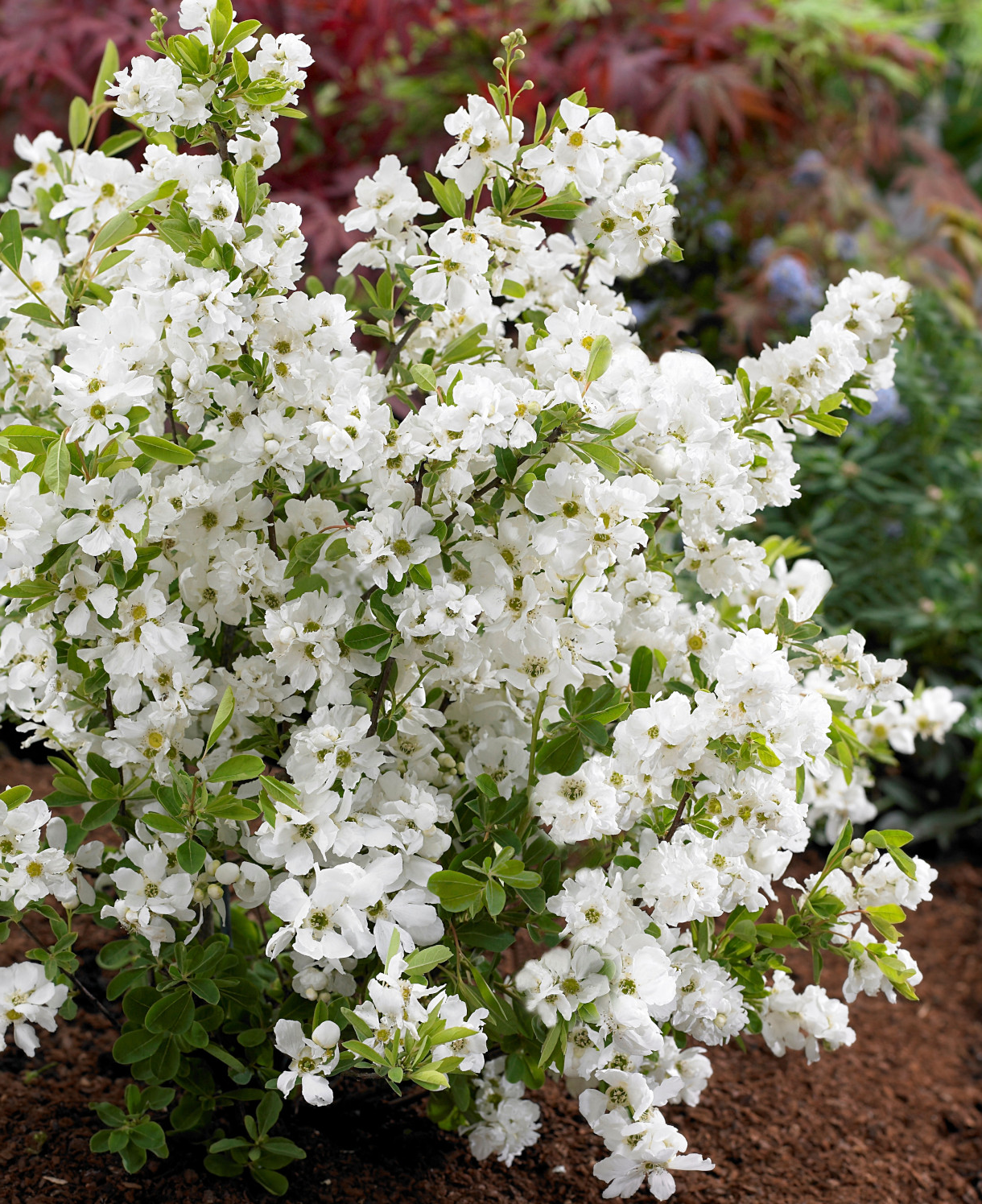 Exochorda racemosa 'Niagara' - Parelstruik