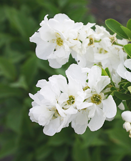 Exochorda racemosa 'Niagara' - Parelstruik