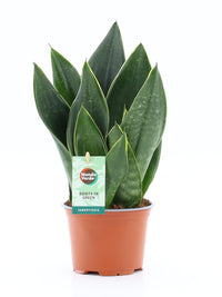 Sansevieria Black Diamond - Vrouwentong 6 stuks