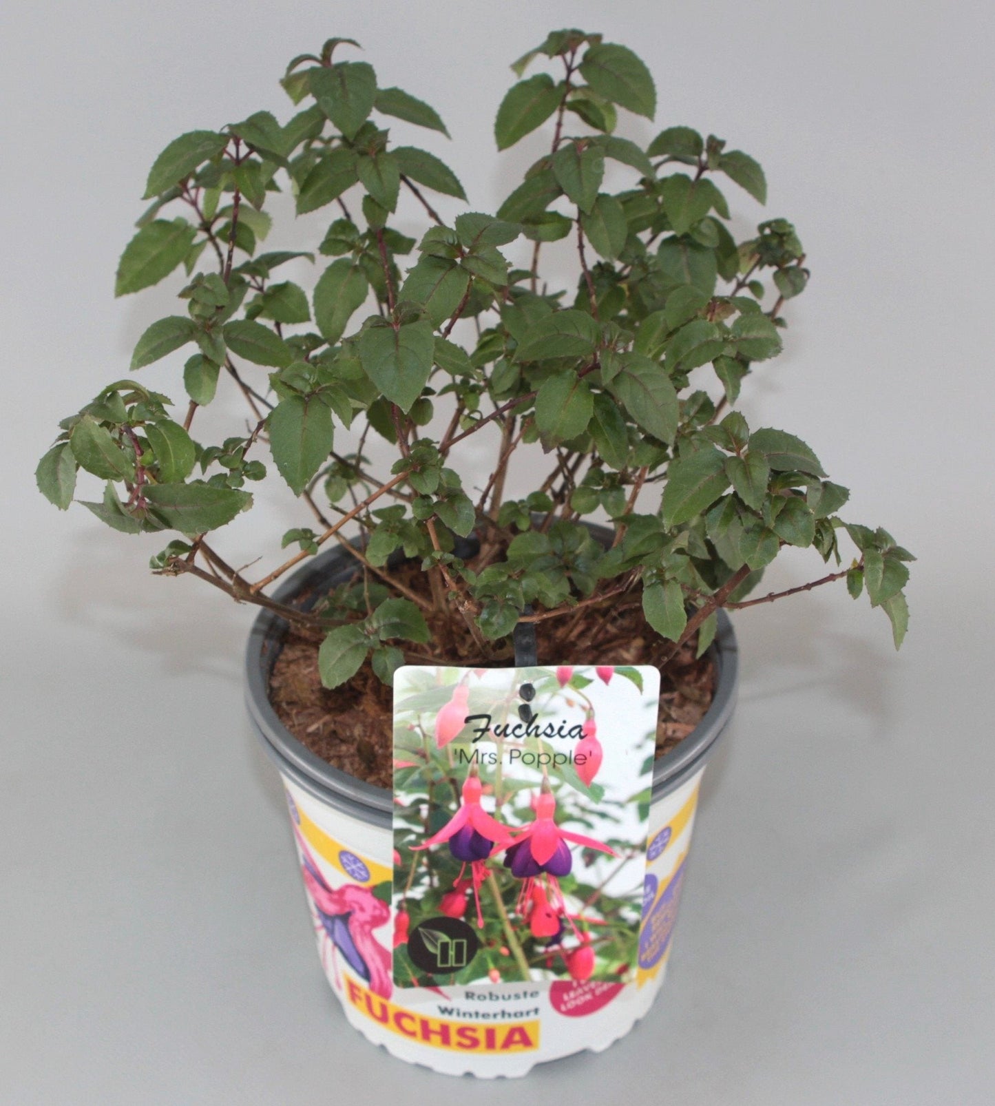 Fuchsia 'Mrs Popple' - Bellenplant