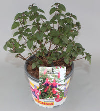 Fuchsia 'Mrs Popple' - Bellenplant