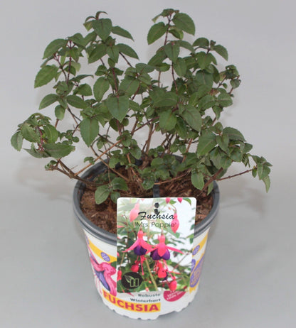 Fuchsia 'Mrs Popple' - Bellenplant