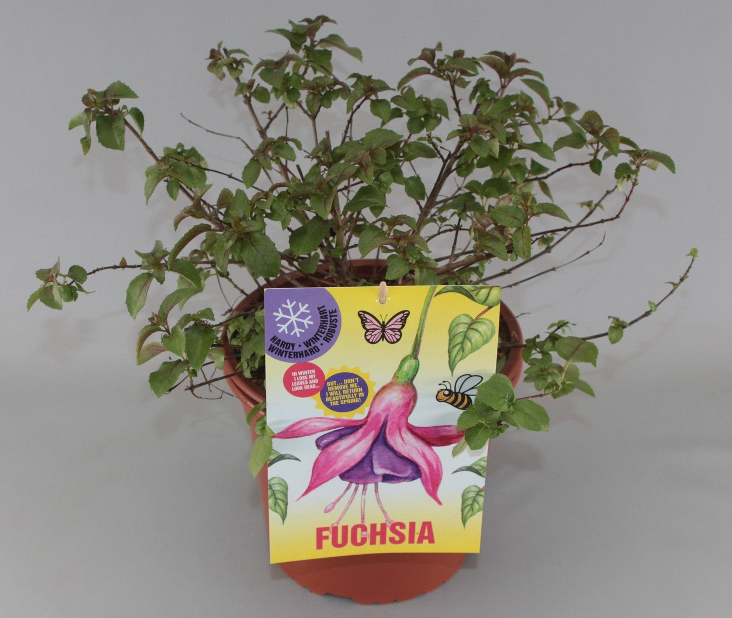 Fuchsia 'Mrs Popple' - Bellenplant