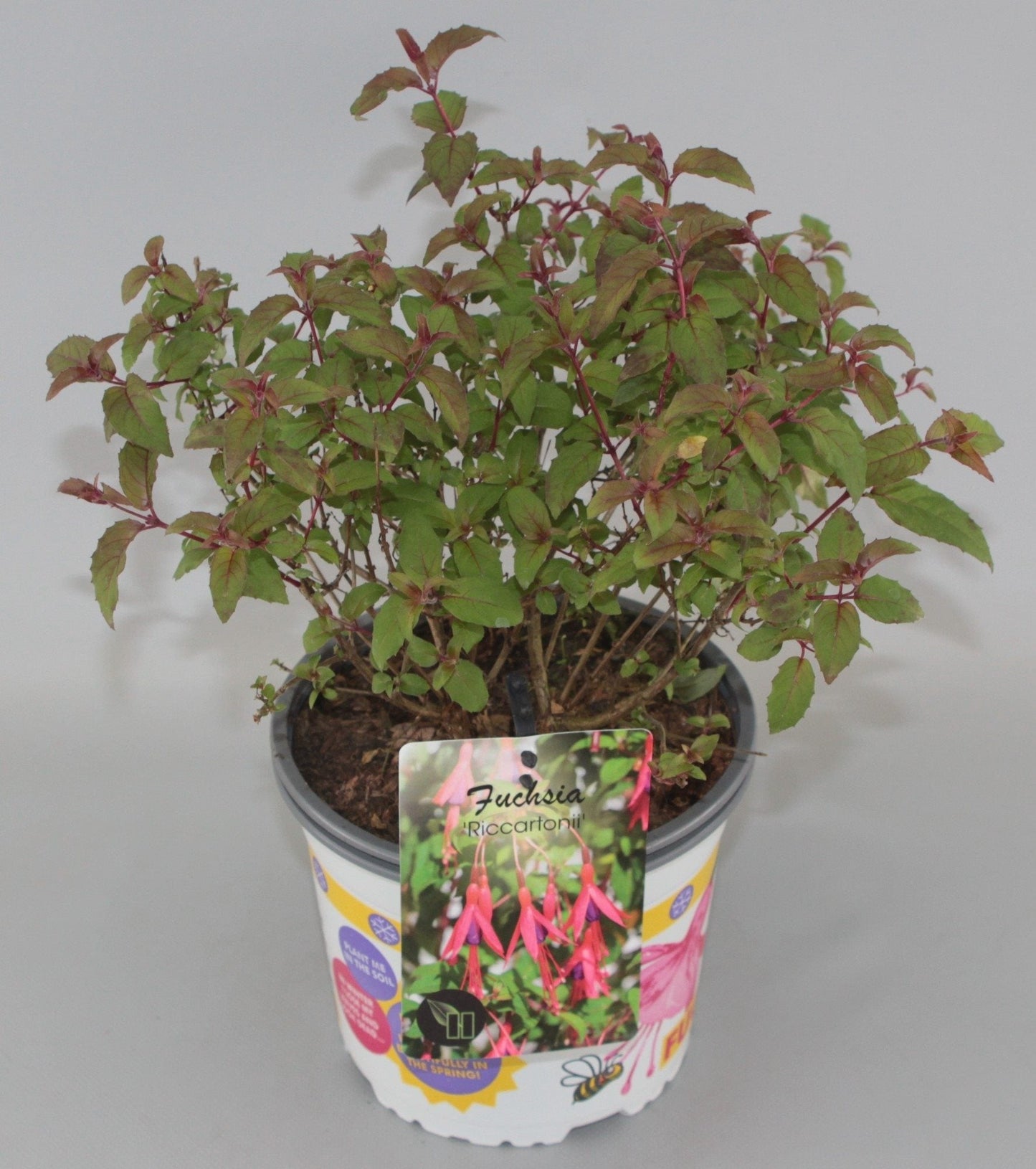 Fuchsia 'Riccartonii' - Bellenplant